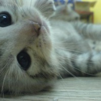 profile_image
