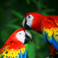 profile_image