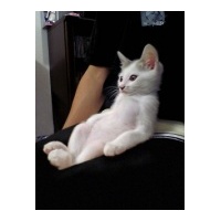 profile_image