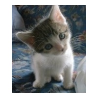 profile_image