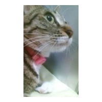 profile_image