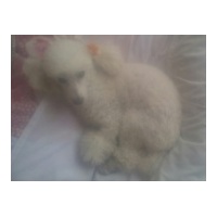 profile_image