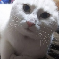 profile_image