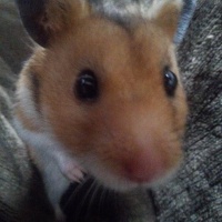 profile_image