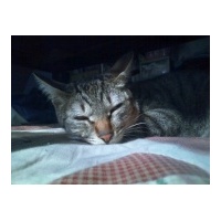 profile_image