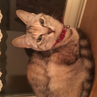 profile_image