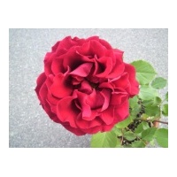 profile_image