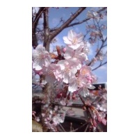 profile_image
