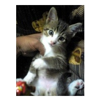 profile_image