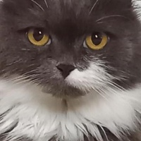 profile_image