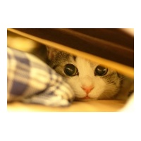 profile_image