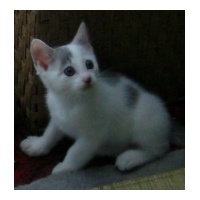 profile_image