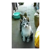 profile_image