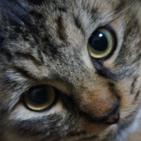 profile_image
