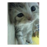 profile_image