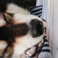 profile_image
