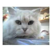 profile_image