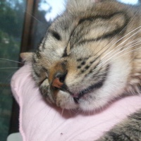 profile_image