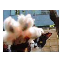 profile_image